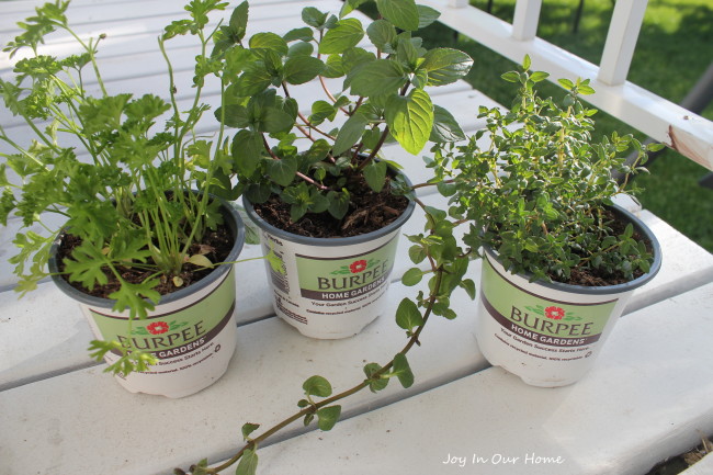 Mini Herb Garden at www.joyinourhome.com