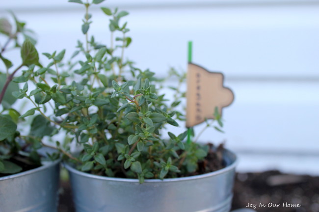 Mini Herb Garden at www.joyinourhome.com