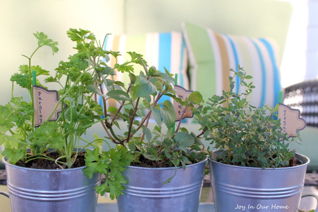 Mini Herb Garden at www.joyinourhome.com