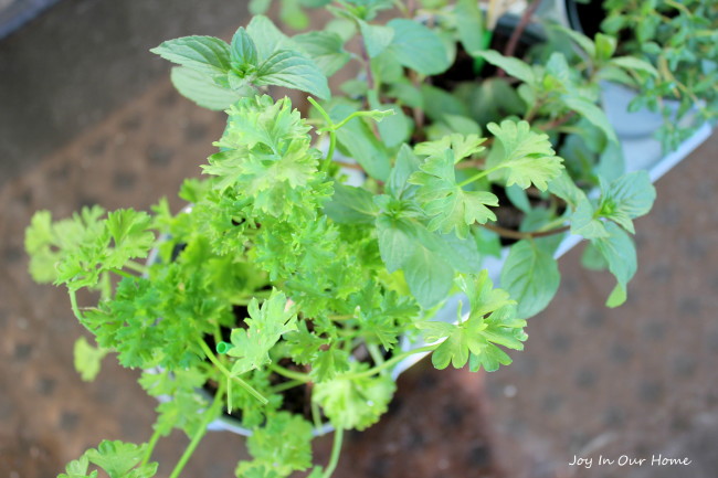 Mini Herb Garden at www.joyinourhome.com