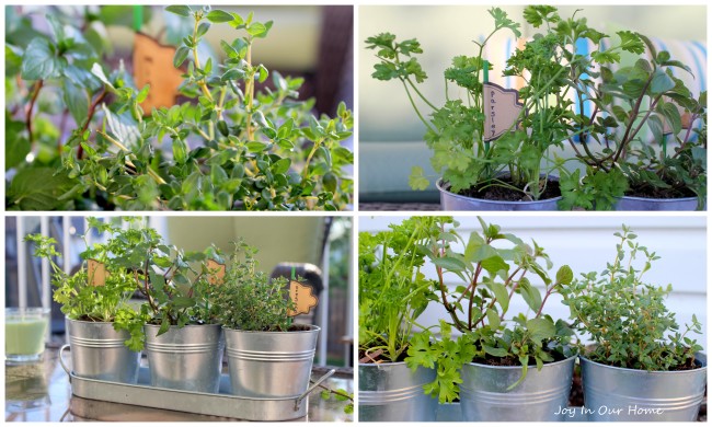 Mini Herb Garden at www.joyinourhome.com