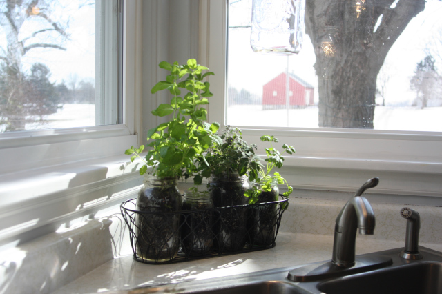 Affordable and Simple: a mason jar herb garden is a great way to bring a little greenery to your kitchen and provides you with year round fresh herbs.