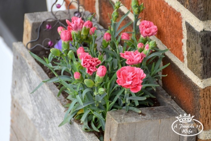 Easy to make pallet planter for butterflies.